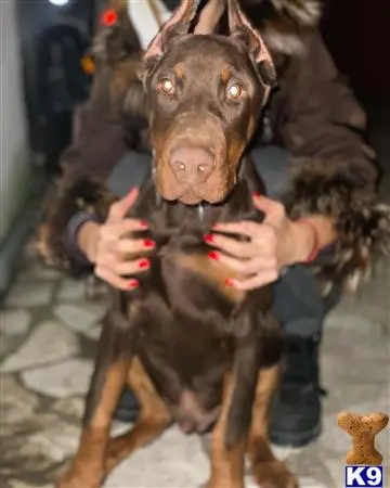 Doberman Pinscher