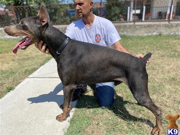 Doberman Pinscher dog