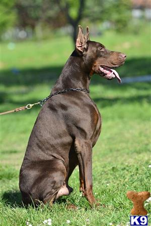 Doberman Pinscher dog