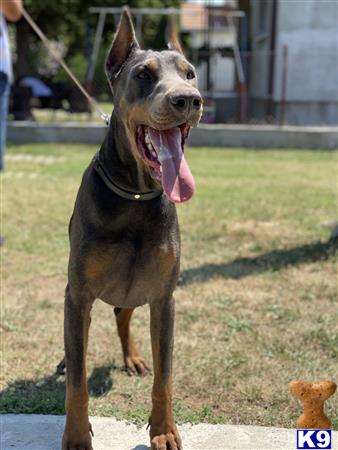 Doberman Pinscher dog