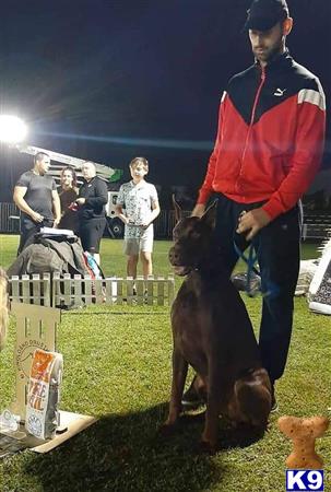 Doberman Pinscher dog