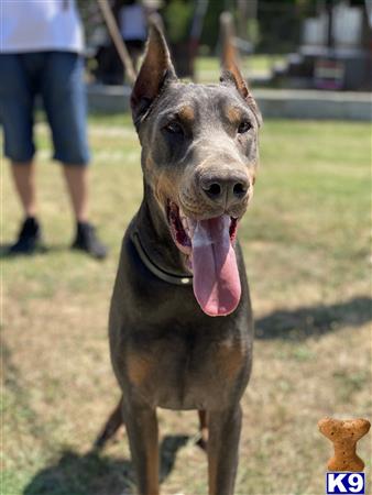 Doberman Pinscher dog