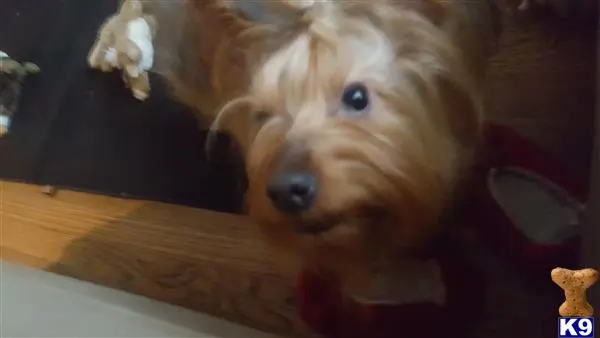 Silky Terrier stud dog: a silky terrier dog looking at the camera