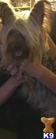 Silky Terrier stud dog: a person holding a silky terrier dog