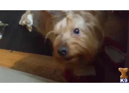 Silky Terrier stud dog: a silky terrier dog looking at the camera