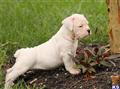 Old English Bulldog