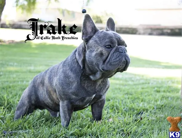 French Bulldog stud dog