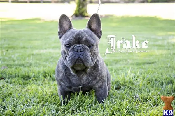 French Bulldog stud dog