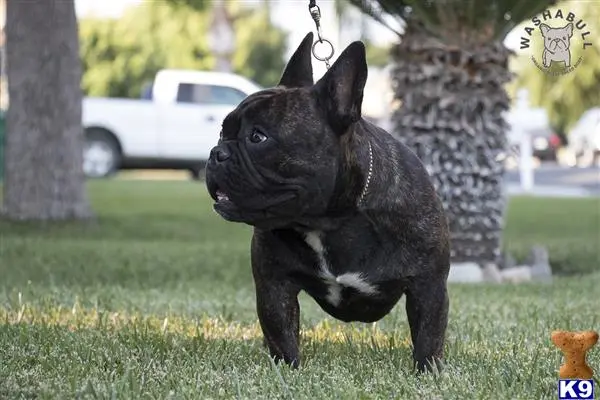 French Bulldog stud dog