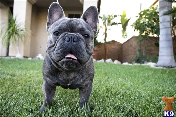 French Bulldog stud dog