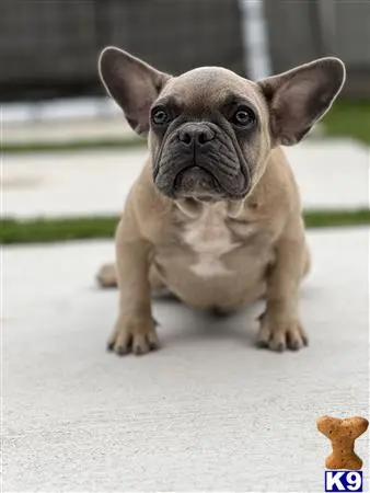 French Bulldog