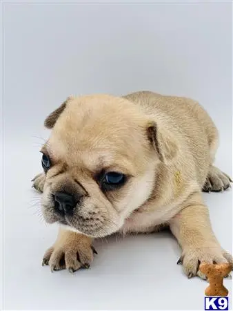 French Bulldog puppy for sale