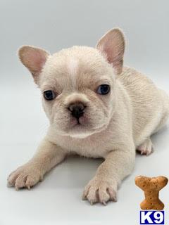 a white french bulldog puppy lying down