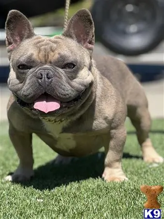 French Bulldog stud dog