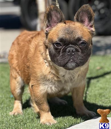 a small brown french bulldog dog