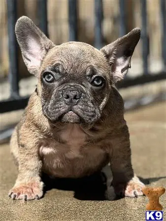 French Bulldog puppy for sale