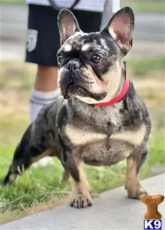 French Bulldog stud dog