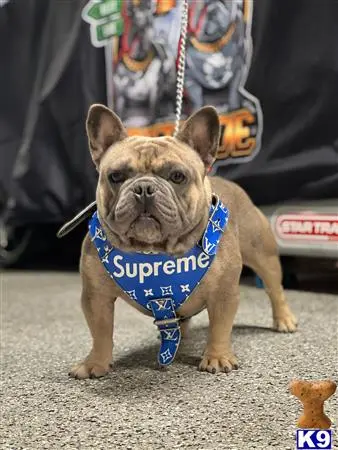 French Bulldog stud dog