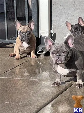 French Bulldog puppy for sale