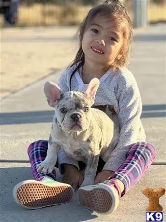 French Bulldog puppy for sale