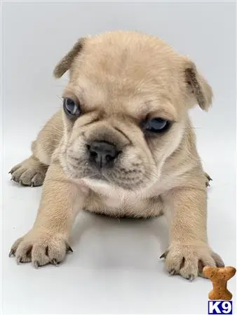 French Bulldog puppy for sale