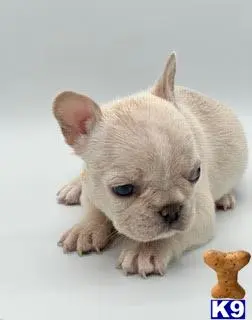 French Bulldog puppy for sale