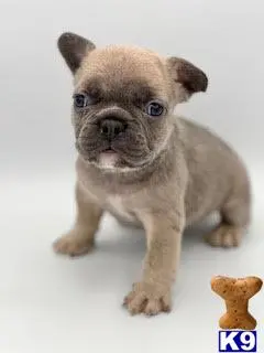 French Bulldog puppy for sale