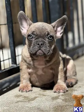 French Bulldog puppy for sale