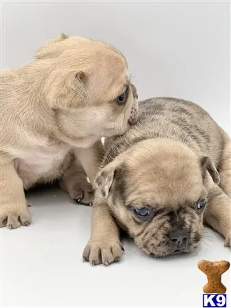 French Bulldog puppy for sale