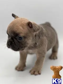 French Bulldog puppy for sale