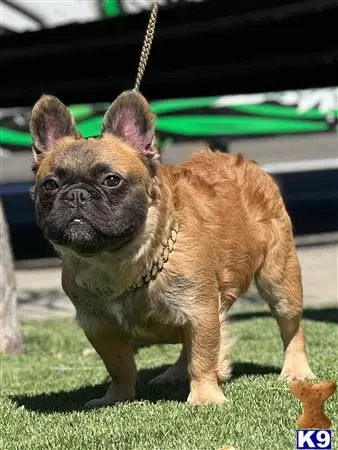 French Bulldog stud dog