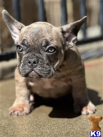 French Bulldog puppy for sale