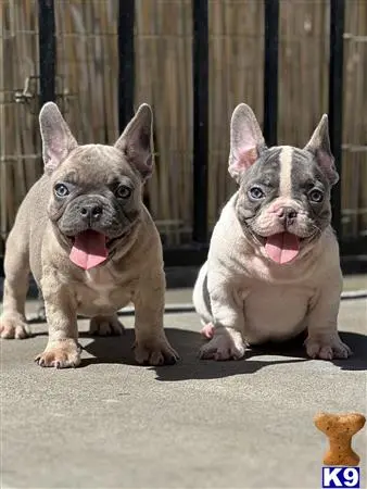 French Bulldog puppy for sale