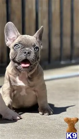 French Bulldog stud dog