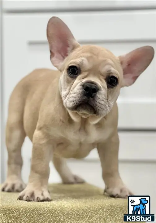 French Bulldog puppy for sale