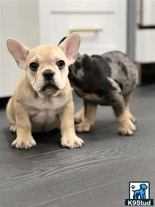 French Bulldog puppy for sale