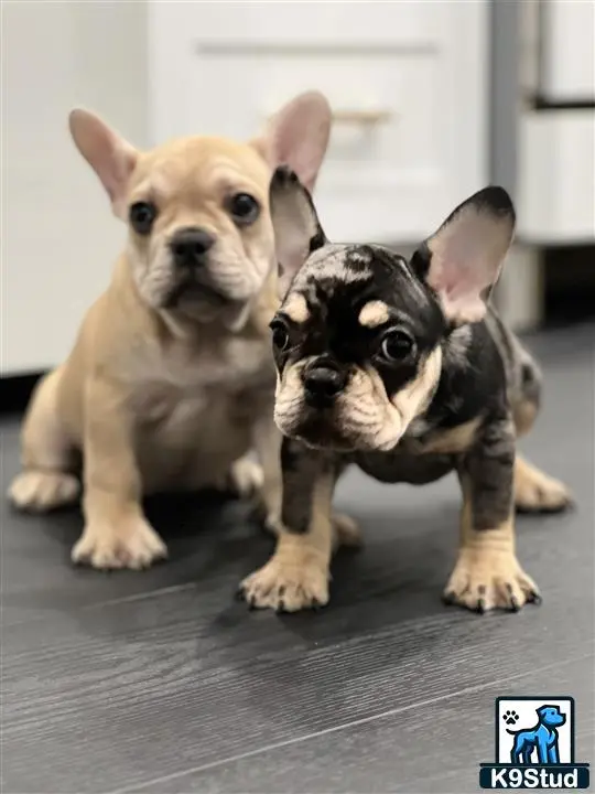 French Bulldog puppy for sale