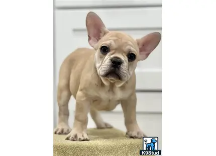 French Bulldog