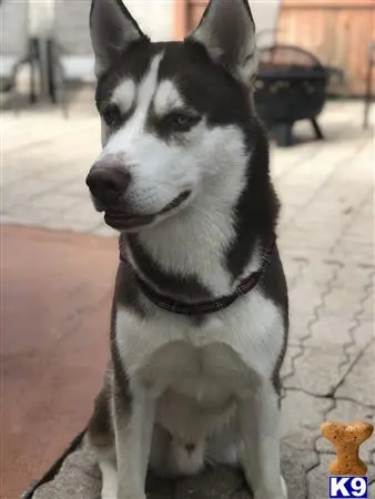 Siberian Husky stud dog