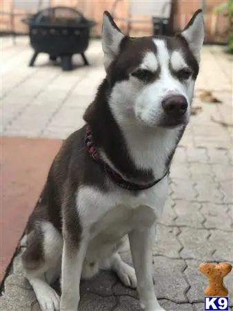 Siberian Husky stud dog