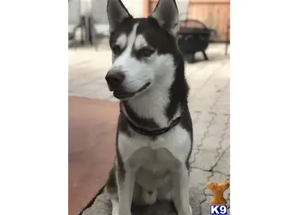 Siberian Husky