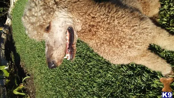 Poodle stud dog: a brown animal with its mouth open