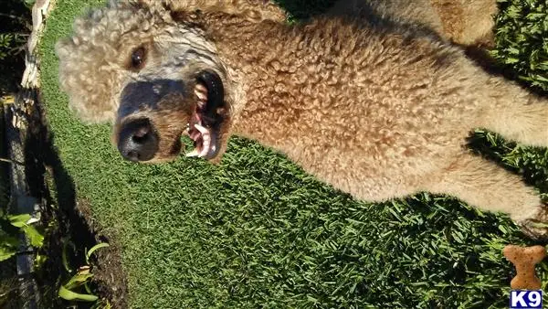 Poodle stud dog: a brown furry animal with its mouth open and a black and white poodle dog