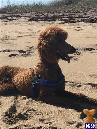 Poodle stud dog: a poodle dog sitting in the sand