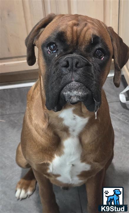 a boxer dog sitting on the floor