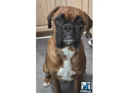 a boxer dog sitting on the floor