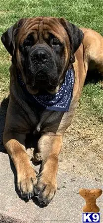 Mastiff stud dog