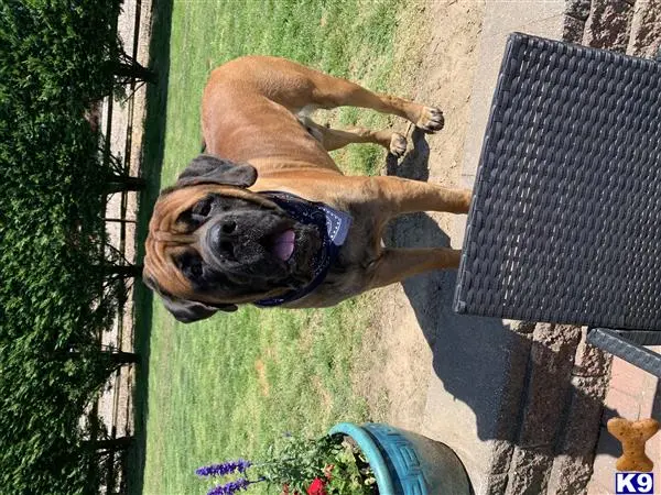 Mastiff stud dog