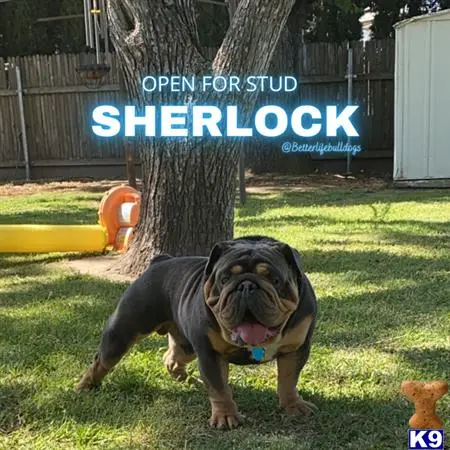 English Bulldog stud dog: a english bulldog dog standing in the grass