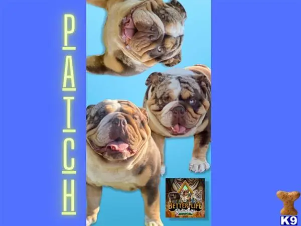 English Bulldog stud dog: a english bulldog dog with a human face